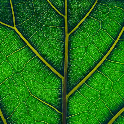 2025.6.18.季節を知るのは、葉の仕事