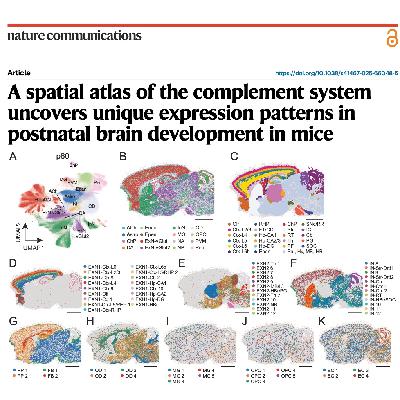 612-A Spatial Atlas of the Mouse Brain Complement System