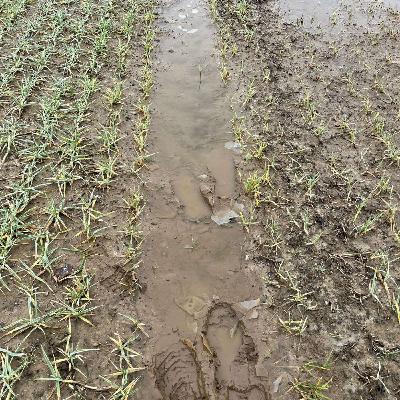 Field work to prioritise in the coming week