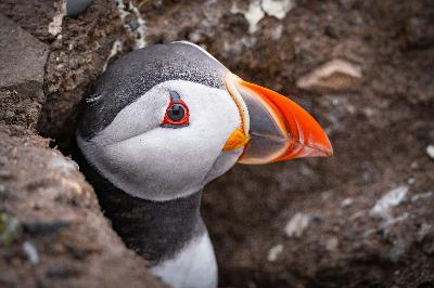 Puffins, Cod, and Empty Shelves
