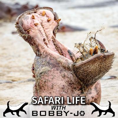 Ep18: Smelly Hippos, Punctured Tyres, and the Realities of Safari Ep18: Smelly Hippos, Punctured Tyres, and the Realities of Safari