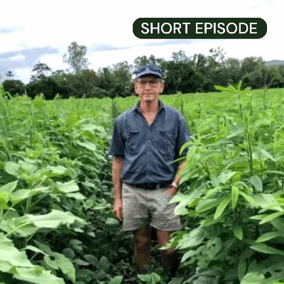 Feeding cane by building biology: Michael Waring on soil health and nitrogen cycling in the tropics