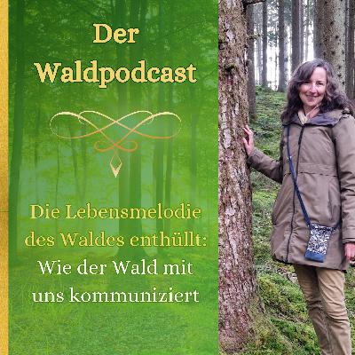 Die Lebensmelodie des Waldes enthüllt: Wie der Wald mit uns kommuniziert Die Lebensmelodie des Waldes enthüllt: Wie der Wald mit uns kommuniziert