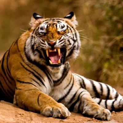 Episode 1 - Fantastic facts about tigers