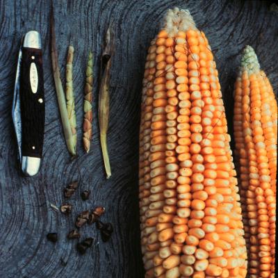 Crop's Wild Relatives:  Maize and Teosinte by Dylan Sweetwood