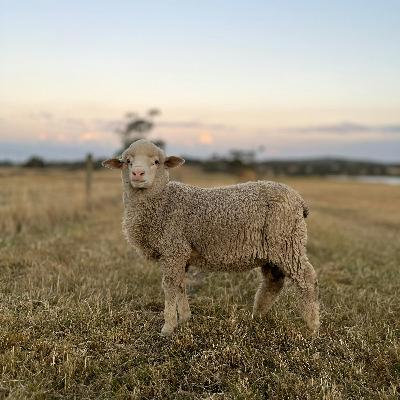240:  Exploring the World of Australian Wool - Samantha Wan