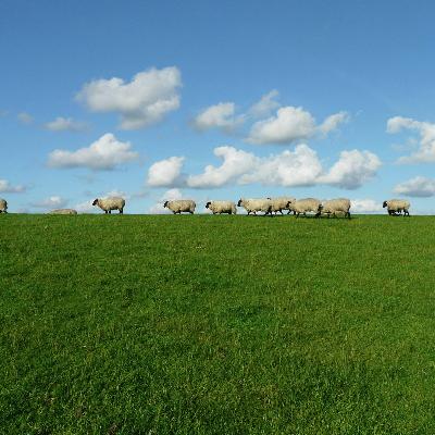 WDE Forage Winners, Fall Pasture, USDA Shutdown, Brent Wink