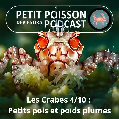 S04E34 Les Crabes : Un Petit-pois... plume, qui vit DANS les coquillages !