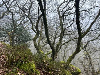 Nature Tripping Episode 31 - Bryophytes and the Atlantic Rainforest