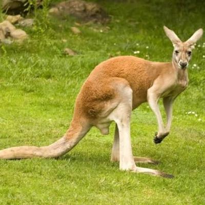 Temporada 2 - Episódio 44 - Animais Endemicos