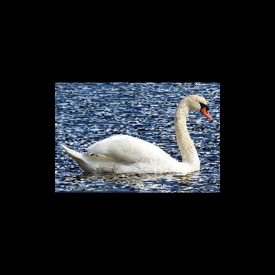 Swans - Ealaí
