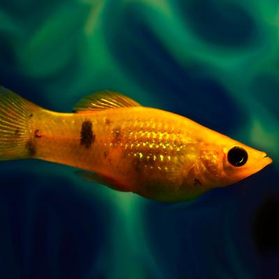 究極の生存戦略:オスを捨て、光を捨てた魚の進化論 究極の生存戦略:オスを捨て、光を捨てた魚の進化論