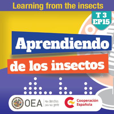 T3 #Ep15 🐝 Aprendiendo con los insectos | 🐝 Learning with the insects