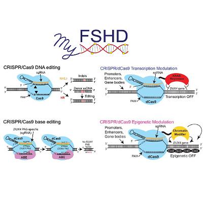 CRISPR technology for FSHD with Dr. Charis Himeda