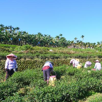 鹿谷～霧に包まれた茶畑を訪ねる