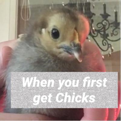 When you first get Chickens.