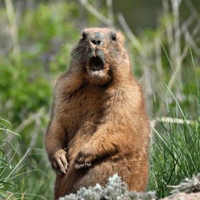 F THAT GROUNDHOG F THAT GROUNDHOG