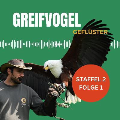 Charaktersache: Wie ticken die unterschiedlichen Greifvögel und Falken - Interview mit Benedikt Nyssen von der Falknerei auf Burg Greifenstein in Thüringen