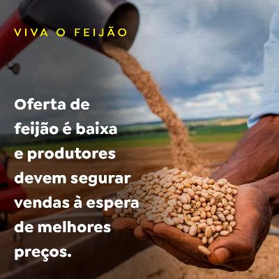 Oferta de feijão é baixa e produtores devem segurar vendas à espera de melhores preços