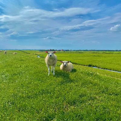 Episode#016: buck-passing /甩鍋 (shuǎi guō) Episode#016: buck-passing /甩鍋 (shuǎi guō)