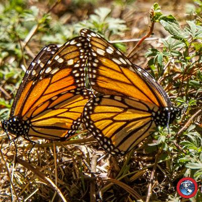 How to Visit the Monarch Butterfly Sanctuaries in Mexico