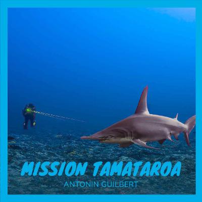 Tamataroa : sur les traces du grand requin marteau à Rangiroa (2/2)