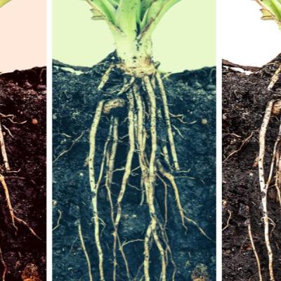 Five Root Models Compete in Benchmarking Challenge