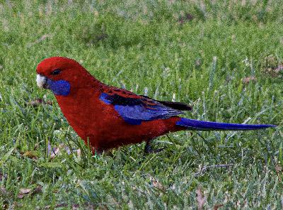 Crimson delight in Australia Crimson delight in Australia