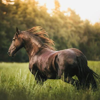 2026火馬力量冥想、跨越限制、突破舊我 ✨🐎
