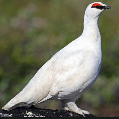 Rock Ptarmigan Rock Ptarmigan
