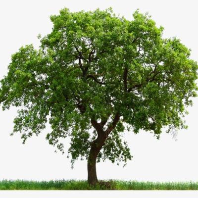 #43 - A árvore dos problemas #43 - A árvore dos problemas