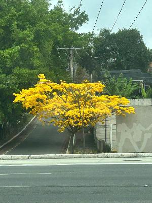 Ipês florescem juntos e 'antes da hora' em São Paulo