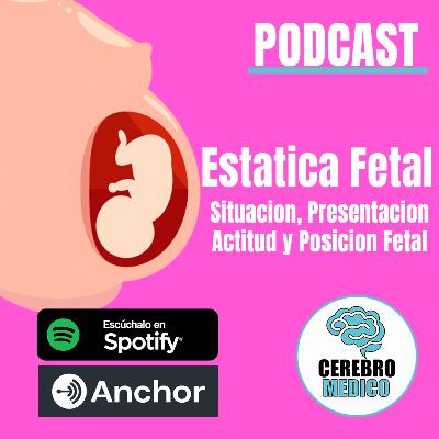 Estática Fetal: Situación, Presentación, Actitud y Posición Fetal Estática Fetal: Situación, Presentación, Actitud y Posición Fetal