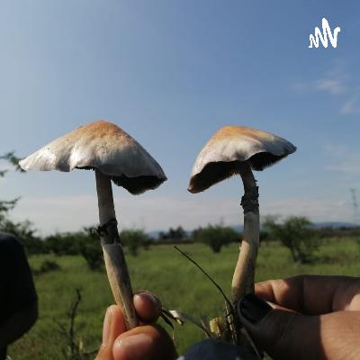 El Trip, hongos alucinógenos