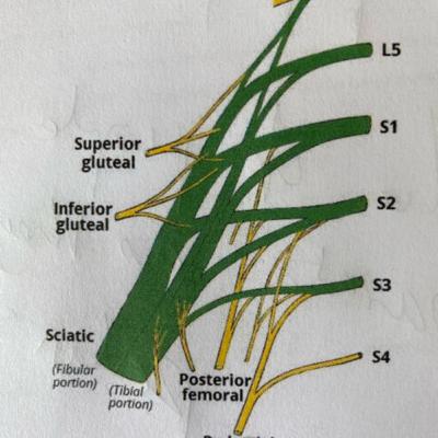 Basic anatomy Sciatic nerve FRCA