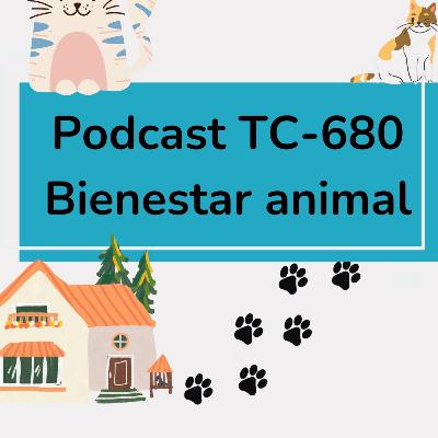 28. ¿Por qué tu gato no debería salir solo de casa?