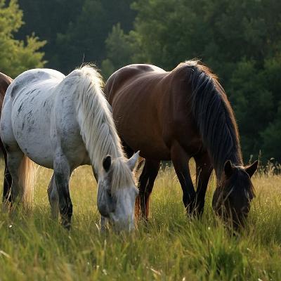 Ep. 091: How Many Times a Day Should You Feed Your Horse? Here’s What the Research Says