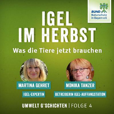Stachelige Zeiten – wie der Igel ums Überleben kämpft Stachelige Zeiten – wie der Igel ums Überleben kämpft