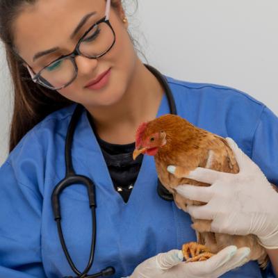 Backyard Chickens & Clinical Versatility: Treating Beyond the Familiar