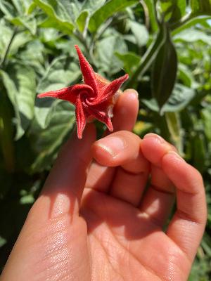 Ep.104 - Embodying the Infinite in the Play of Identity | Sacred Pathways