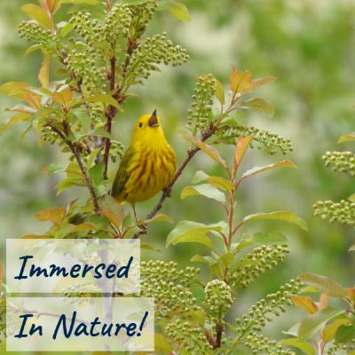 Earth Song - 10 hours of yellow warbler and least flycatcher song from May in Idaho - 10 horas de los cantos de chipe amarillo y papamoscas chico