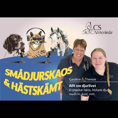 Livepodd från distanstävling.