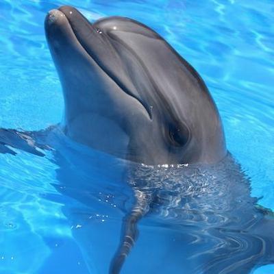 What Are The Natural Predators Of Bottlenose Dolphins