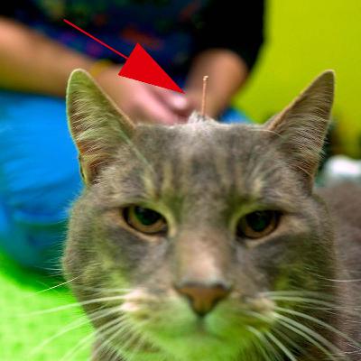 Conoce los beneficios de la acupuntura para perros y gatos