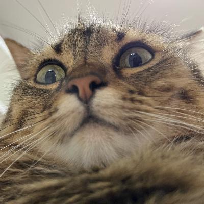 Origen e historia del gato