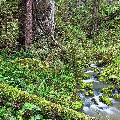 Redwood Forest ~ Deep Relaxation Music and Healing Nature Sounds