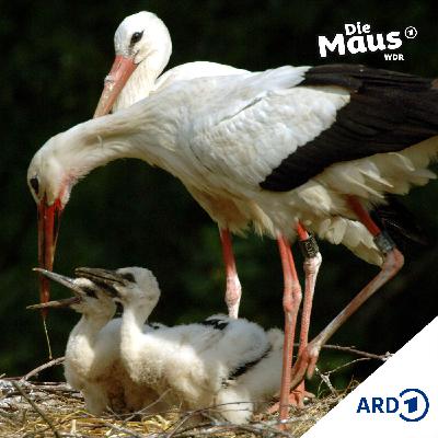 Eine lange Reise (2/5) I Tierliches ab 6 Jahren Eine lange Reise (2/5) I Tierliches ab 6 Jahren