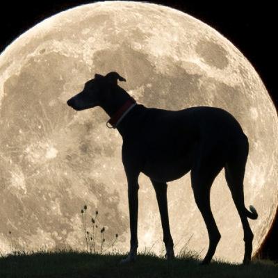 ¿Conocéis las funerarias de mascotas? La despedida más digna