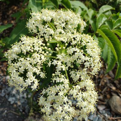 Sambucus - Elderberry Sambucus - Elderberry