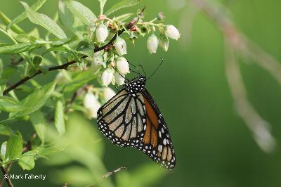 Watching for butterflies